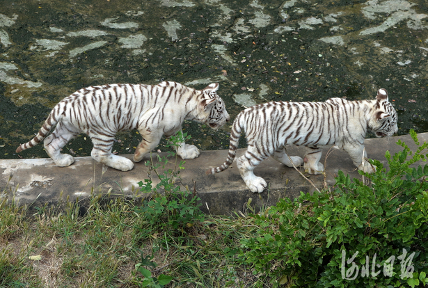 大小朋友們快來看！國慶假期河北石家莊市動物園將迎來新面孔