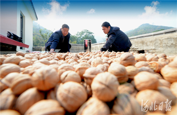 河北磁縣：發展林果經濟 促進農民增收