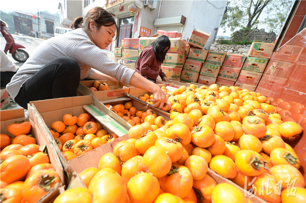 河北磁縣：發展林果經濟 促進農民增收