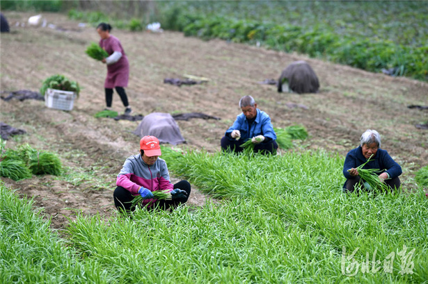 河北臨城：訂單蔬菜助農增收