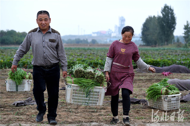 河北臨城：訂單蔬菜助農增收