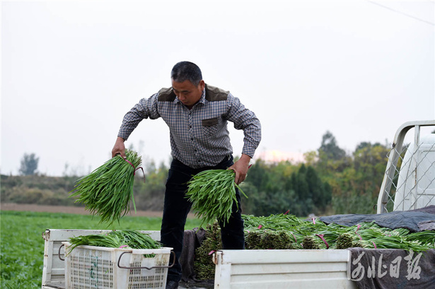 河北臨城：訂單蔬菜助農增收