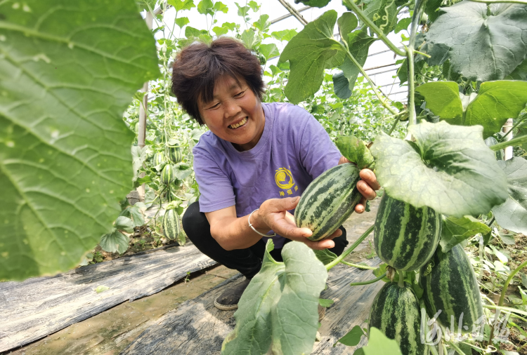 河北河間：訂單農業助農增收