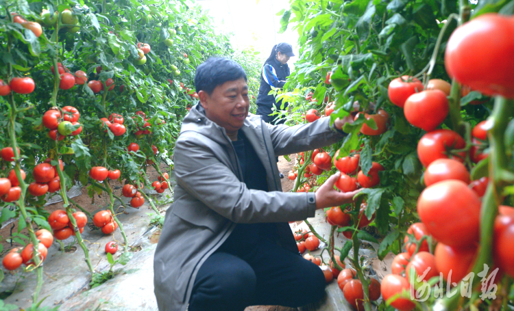 河北邯鄲：特色種植促農增收