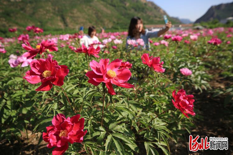 河北遷西：調整種植結構助農增收