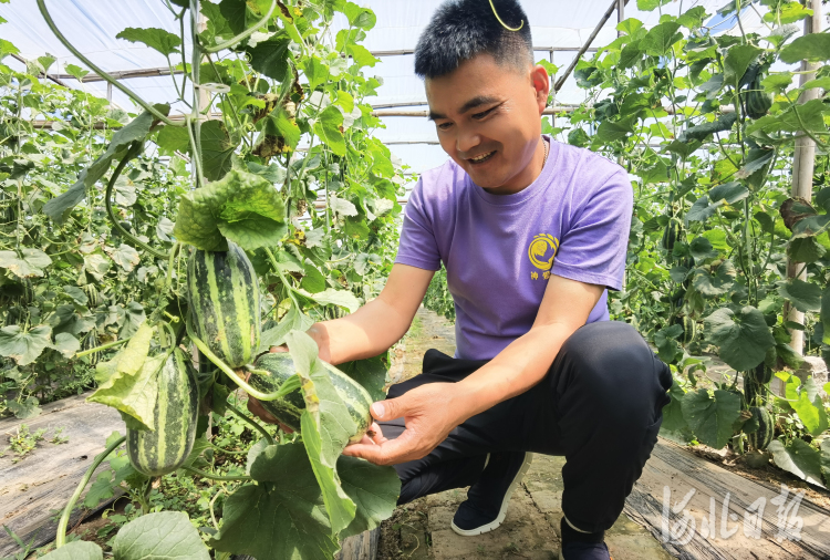 河北河間：訂單農業助農增收