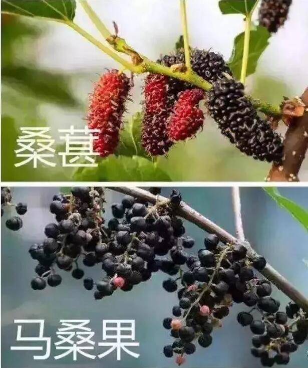 科普｜吃桑葚幹可以解酒？桑葚上市，謠言也來了