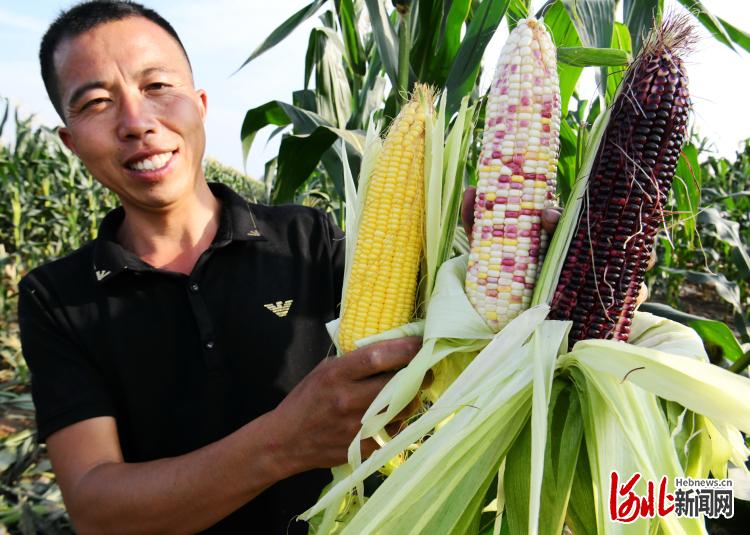 河北邯鄲廣平：水果玉米熟啦！