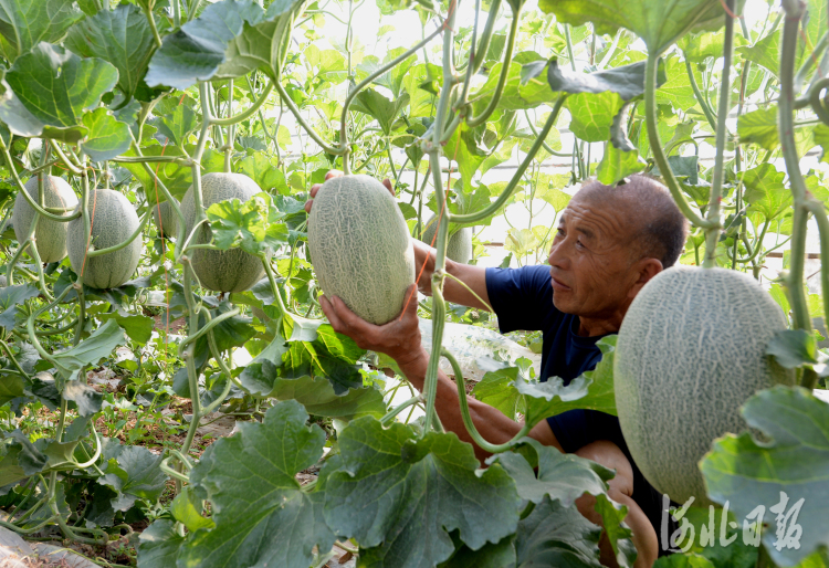 河北邯鄲：果蔬種植富農家