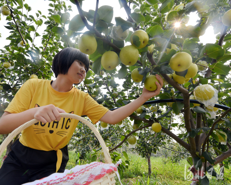 河北肥鄉：皇冠梨 “富民果”