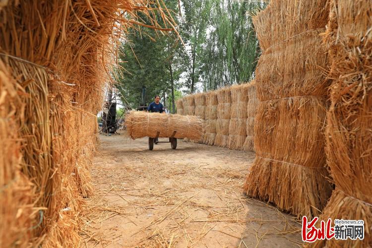 河北灤南：稻草“變寶”富民增收