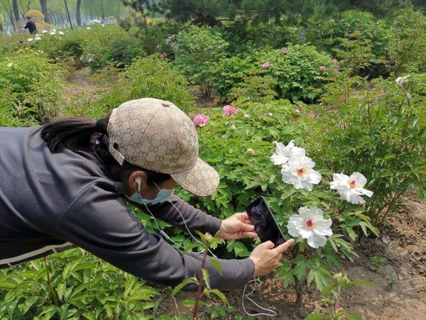 【OK】河北遷安：“五一”假期牡丹花開醉遊人