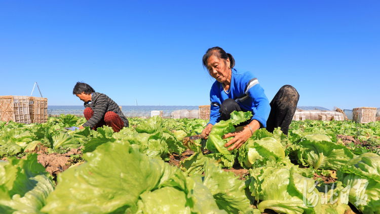 河北灤南：雙茬蔬菜促增收