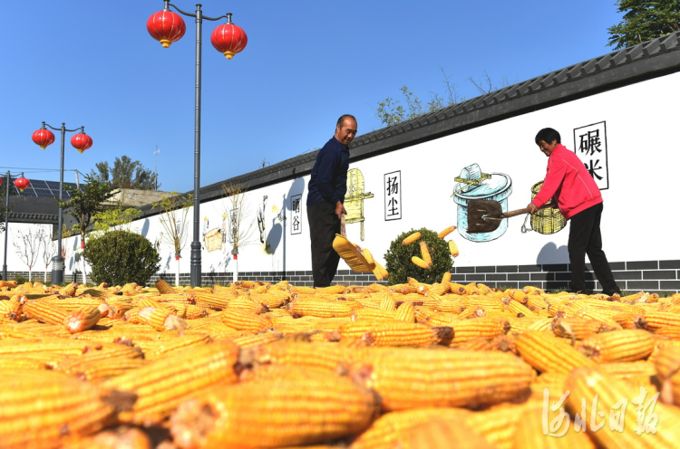 河北辛集：豐收廣場曬秋忙