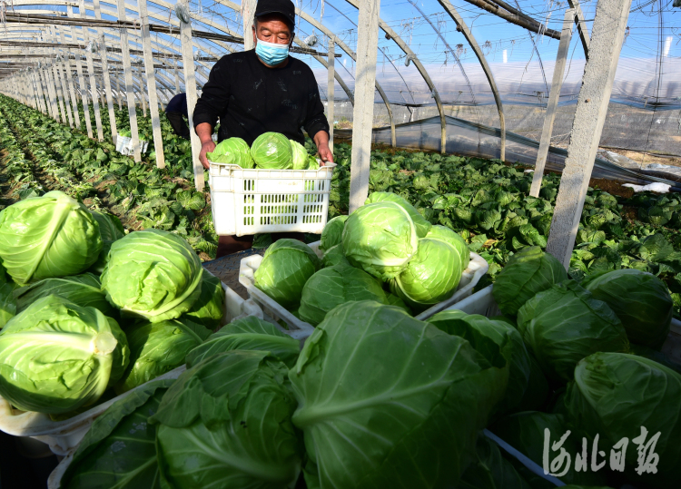 河北石家莊：蔬菜收穫忙