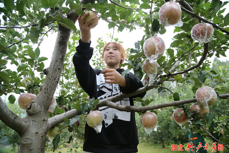遷安市金秋蘋果收穫忙