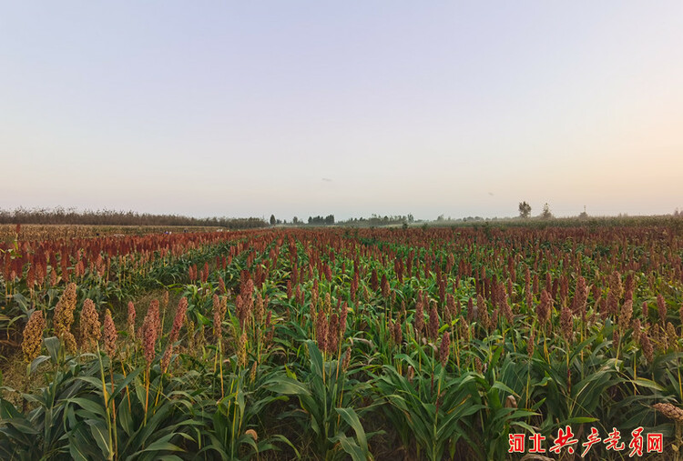 河北遷安：紅高粱種出“紅日子”