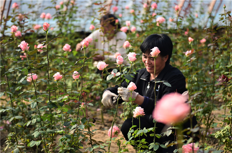 河北獻縣：冬日大棚鮮花開