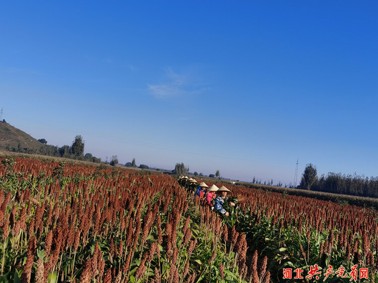 河北遷安：紅高粱種出“紅日子”
