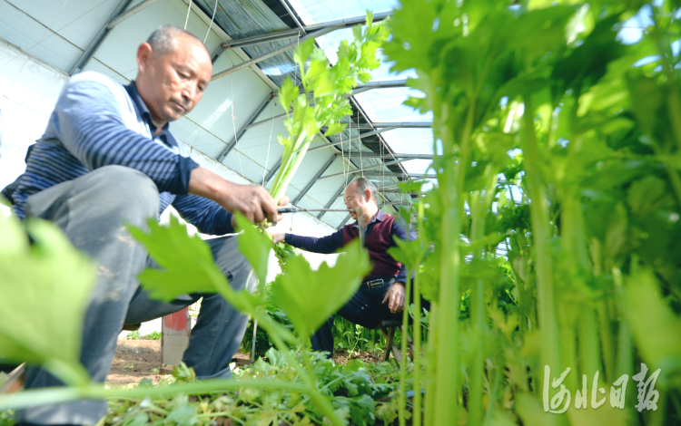 河北隆堯：大棚蔬菜反季熱銷