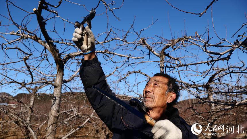 河北遷安：果樹冬剪正當時 來年豐收不用愁