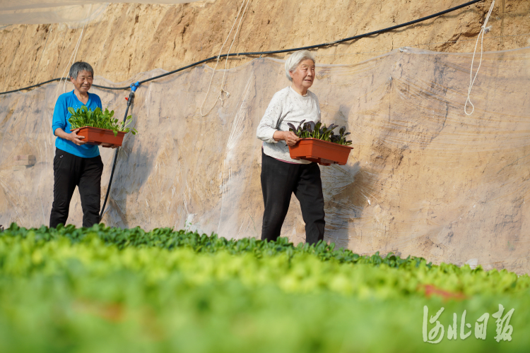 河北內丘：活體盆菜 助農冬閒增收