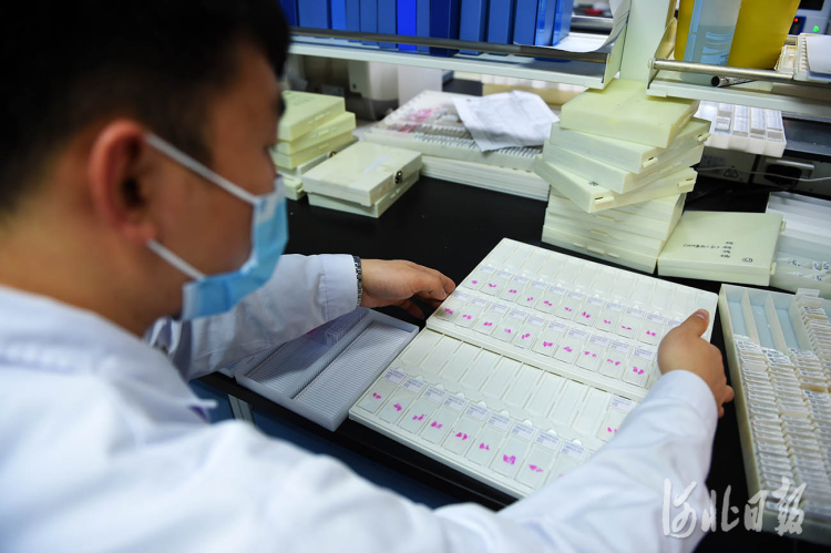 河北固安：打造生命健康産業集群