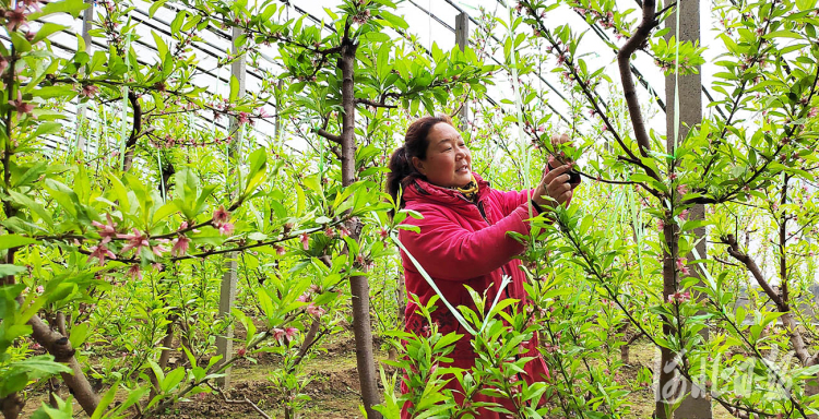 河北南和：人勤春來早 蟠桃花滿枝