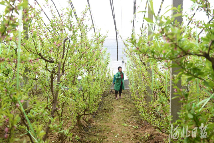 河北南和：人勤春來早 蟠桃花滿枝