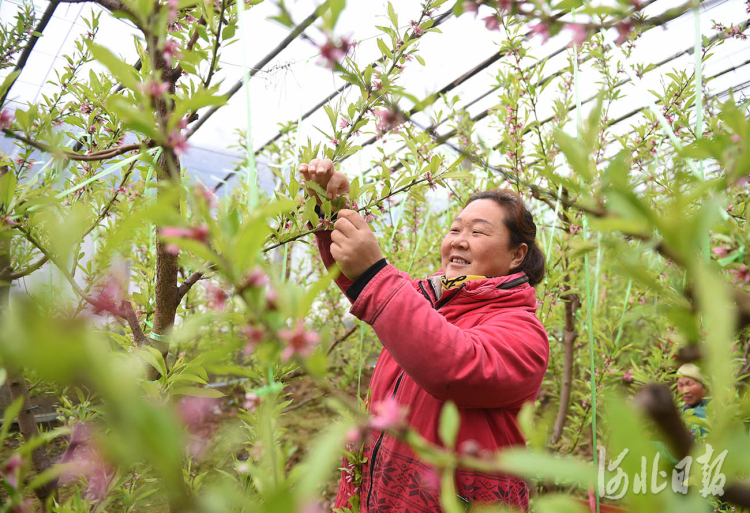 河北南和：人勤春來早 蟠桃花滿枝