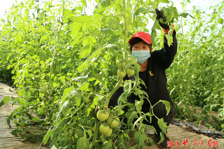 河北遷安：冬閒暖棚管護忙
