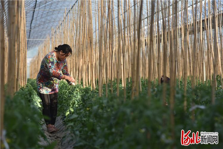脫貧攻堅縣區行｜河北陽原：夯基礎 興産業 防返貧