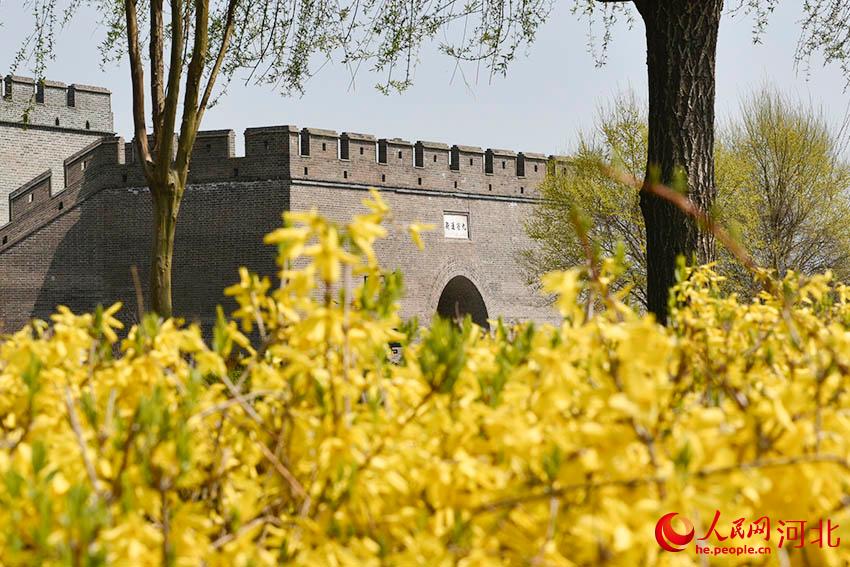 河北石家莊：古城花開春意濃