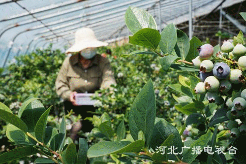 【鄉村振興看河北】從田間到舌尖 味蕾經濟譜新篇