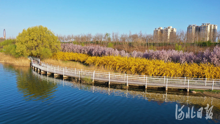 河北邢臺：七里河畔春意濃 柳綠花紅入畫來
