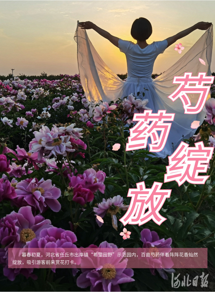 河北任丘：百畝芍藥花海綻放