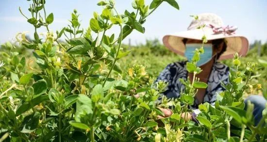 （原創）遷安：小小金銀花成“致富花”_fororder_2