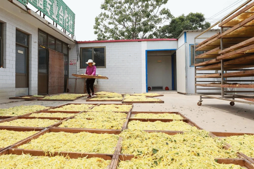 鄉村振興看河北 | 花榮木茂 鼓起錢包 農民樂淘淘