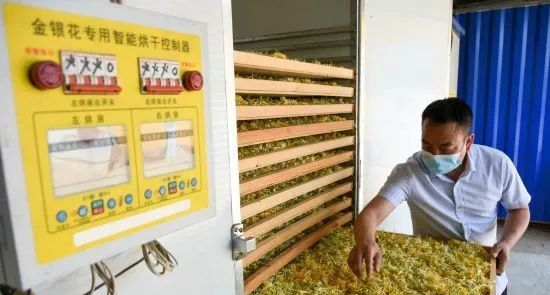 （原創）遷安：小小金銀花成“致富花”_fororder_4