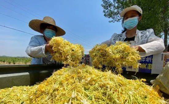 （原創）遷安：小小金銀花成“致富花”_fororder_3