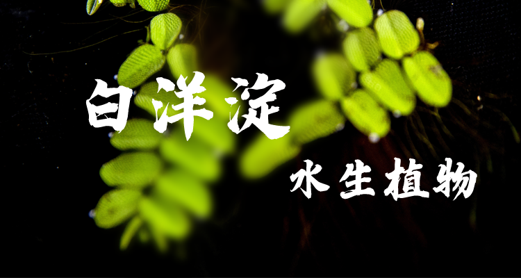 明信片·如面 | 白洋淀：葦海碧波 浮藻若夢
