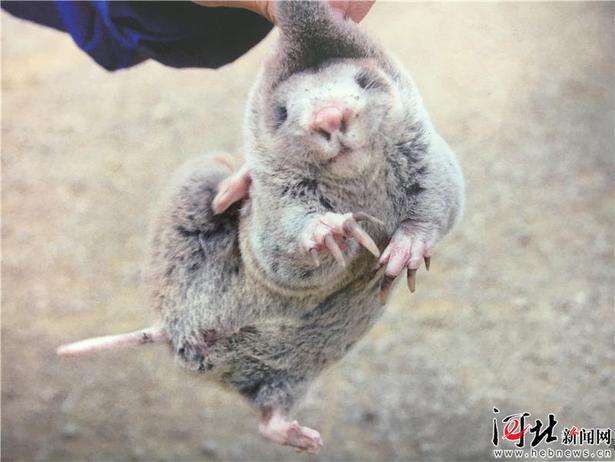 大河之北·森林草原篇：和諧共生