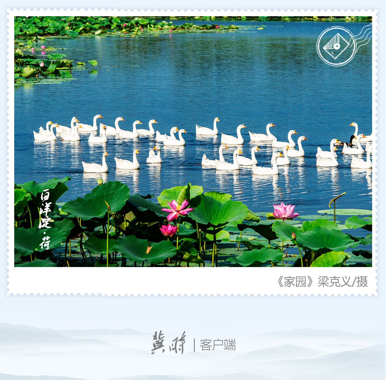 明信片·如面 | 白洋淀：邂逅荷花 美在當“夏”
