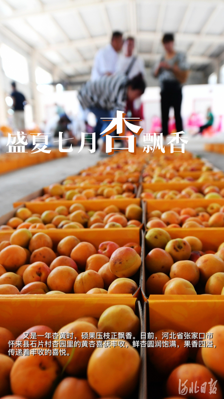 按圖索冀｜盛夏七月杏飄香