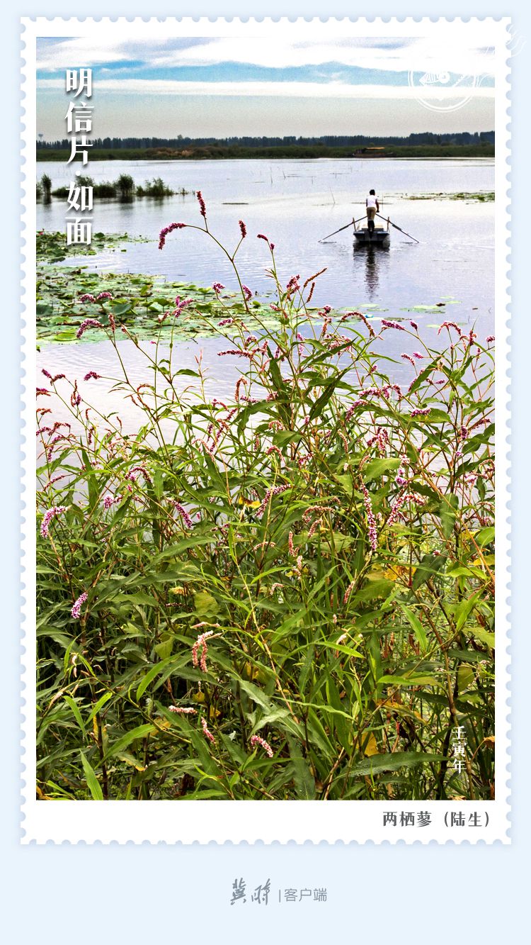 明信片·如面 | 白洋淀：葦海碧波 浮藻若夢