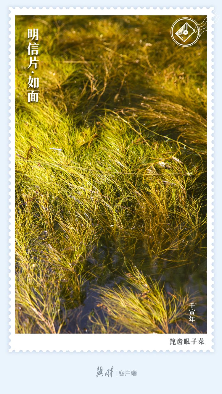 明信片·如面 | 白洋淀：葦海碧波 浮藻若夢