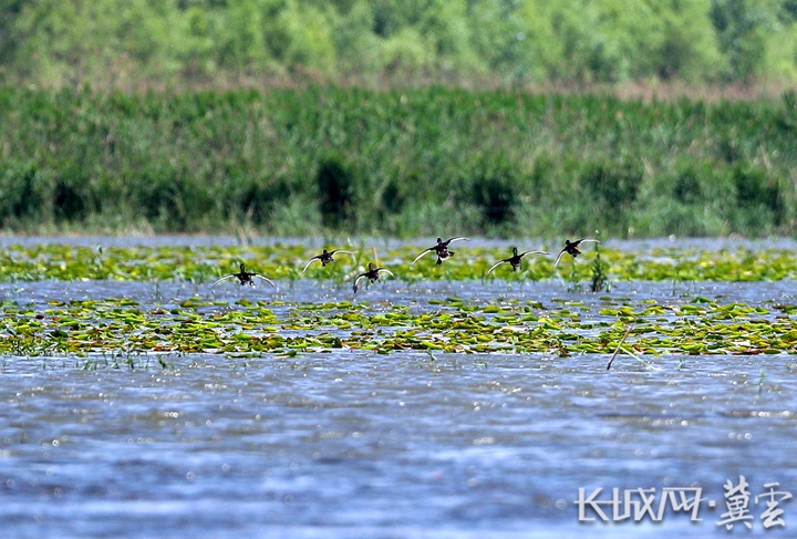 河北：加強白洋淀鳥類重要棲息地管理