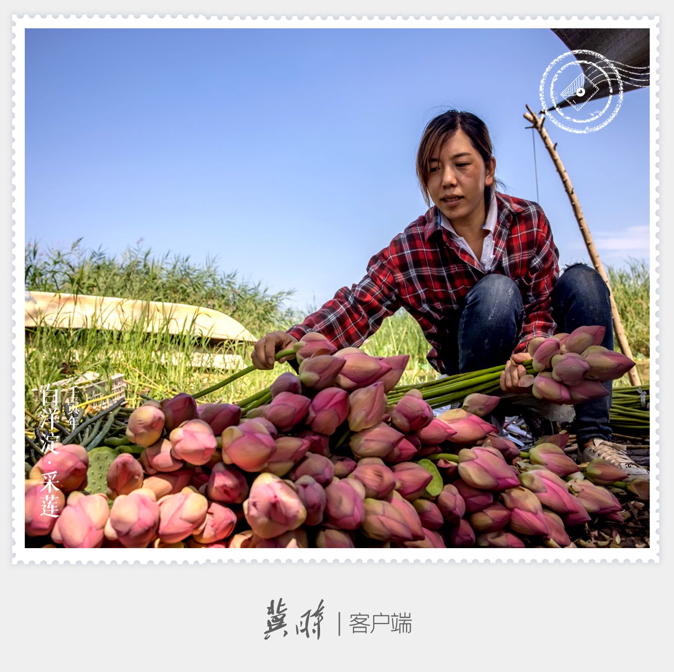 明信片·如面 | 七月，白洋淀裏採蓮忙！