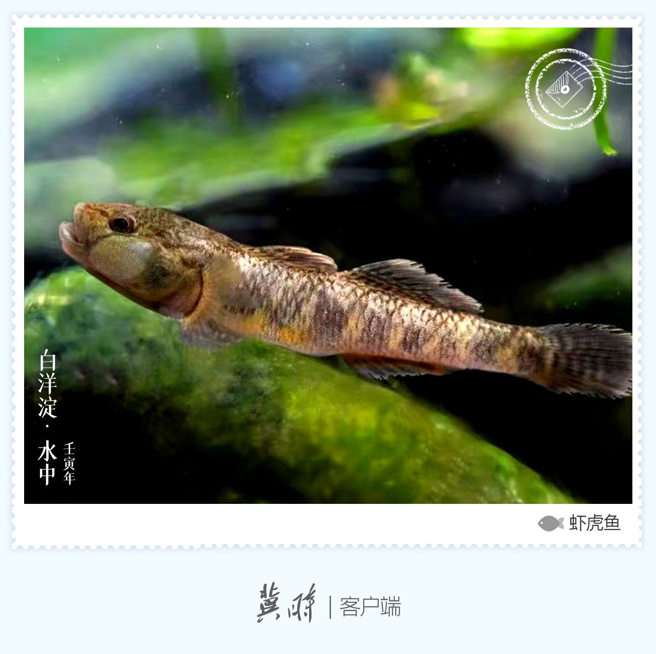 白洋淀： 魚翔淺底 綠水逶迤