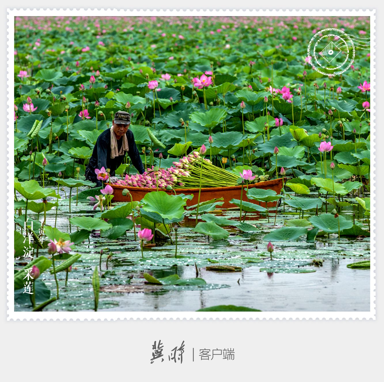 明信片·如面 | 七月，白洋淀裏採蓮忙！
